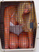 Acme bondage